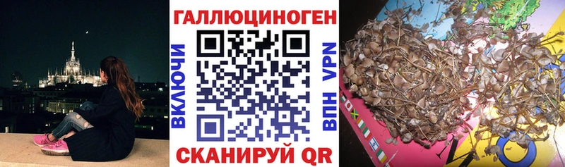 kraken сайт  Невинномысск  Галлюциногенные грибы Cubensis 